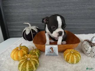 Boston Terrier dogs Boston Terrier 3 Stacy - Ad 33