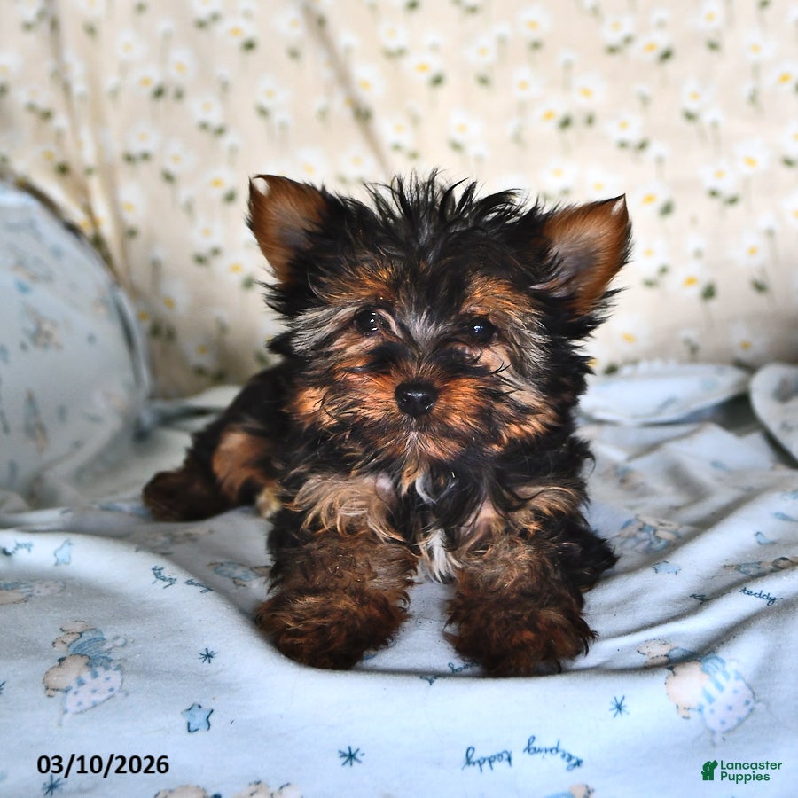 Yorkshire Terrier dogs Paisley Teacup - Ad 1