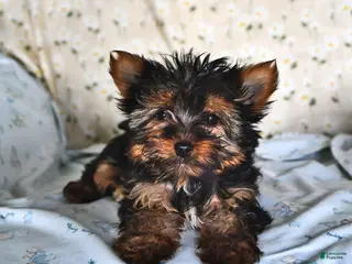 Yorkshire Terrier dogs for sale: Paisley Teacup - Ad 2