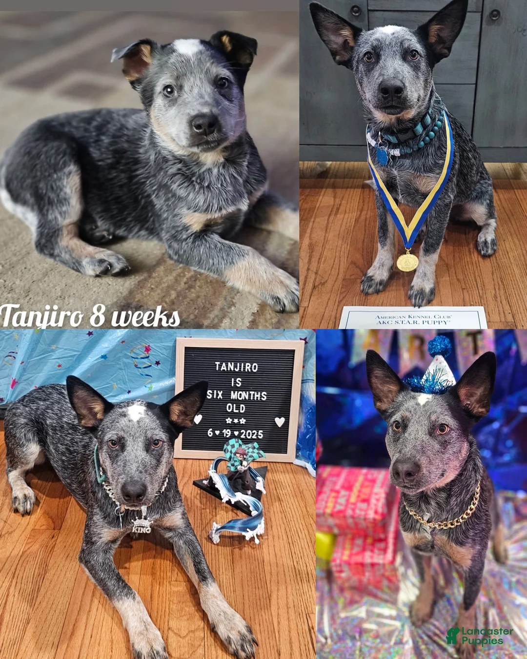 Mixed Breed dogs for sale: Mixed Breed Puppy 7 - Ad 21