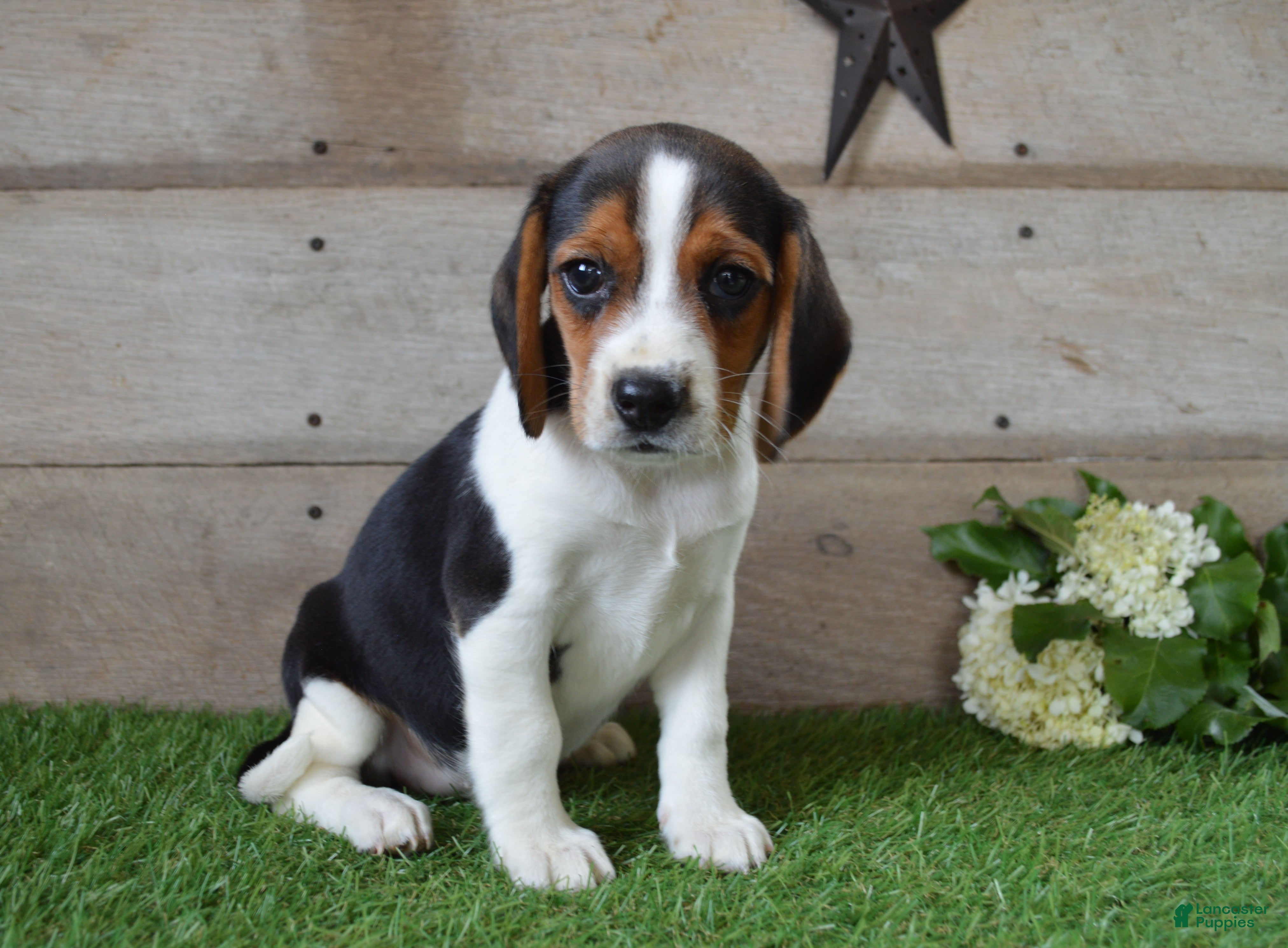 Beagle dogs Annie - Ad 2