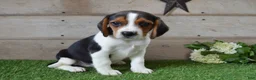 Beagle dogs for sale: Annie - Ad 2