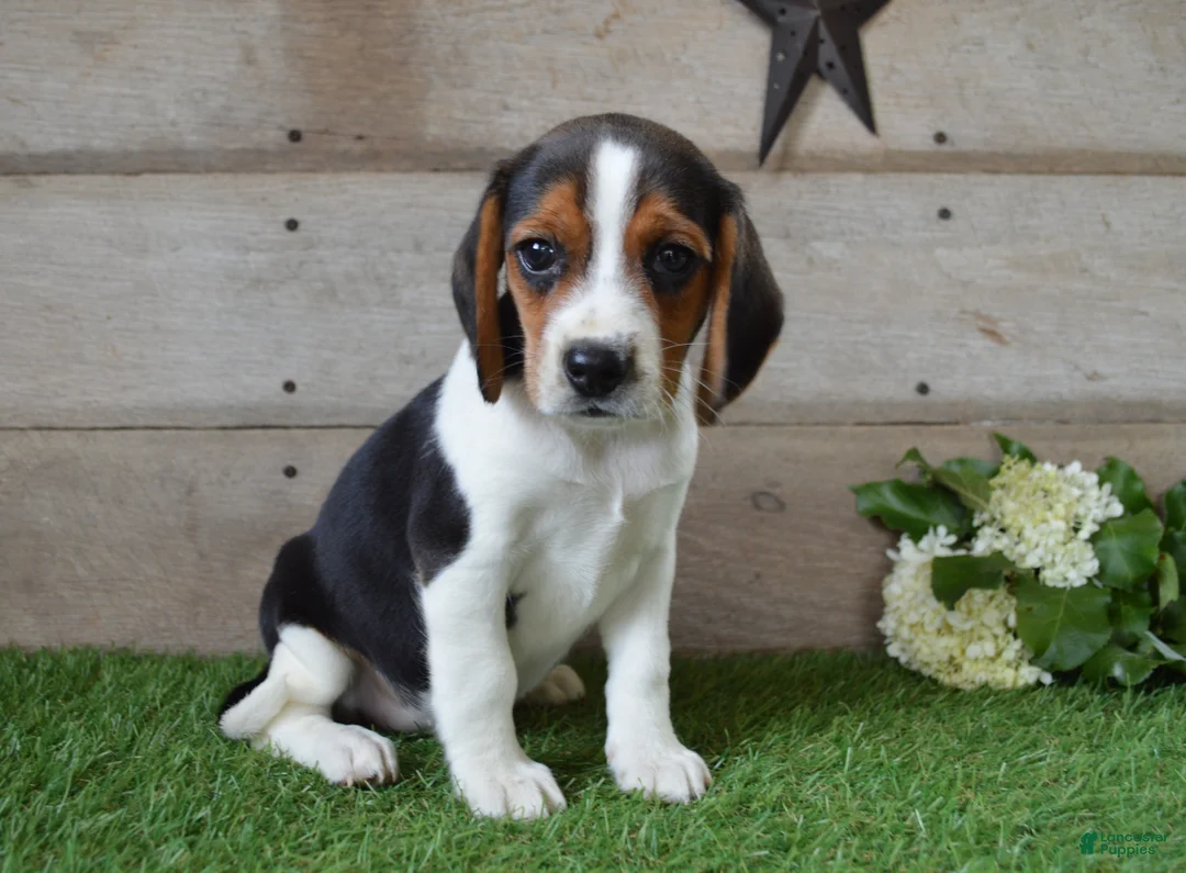 Beagle dogs for sale: Annie - Ad 2
