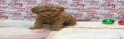 Goldendoodle dogs for sale: Mini Gemma - Ad 2