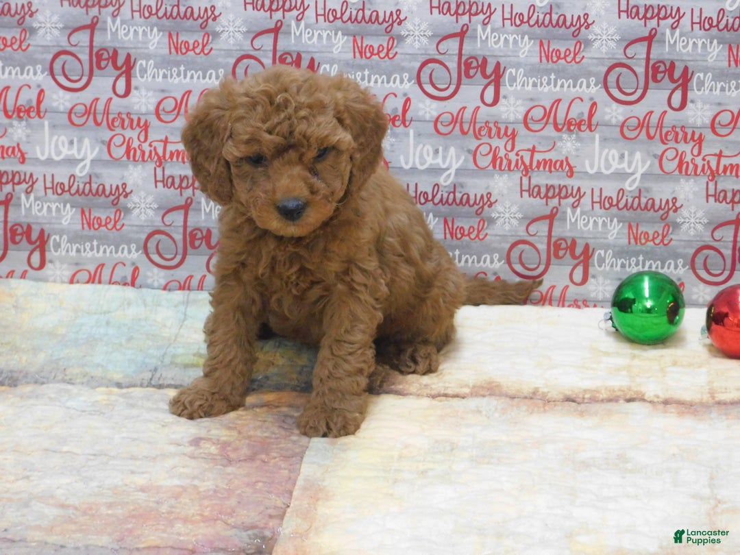 Goldendoodle dogs for sale: Mini Gemma - Ad 2