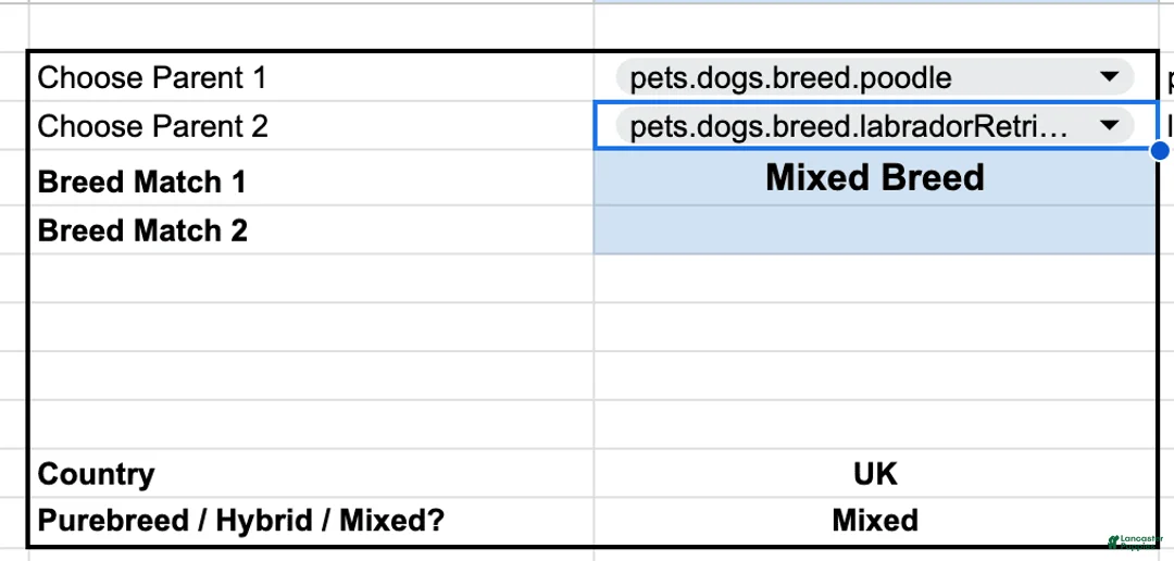 Mixed Breed dogs for sale: Honey - Ad 2