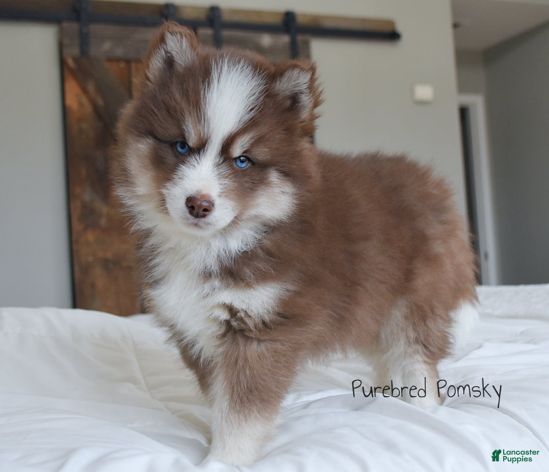 Pomsky dogs for sale: Hopper - Ad 5