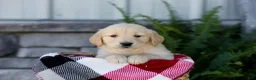 Golden Retriever dogs for sale: Bingo - Ad 1
