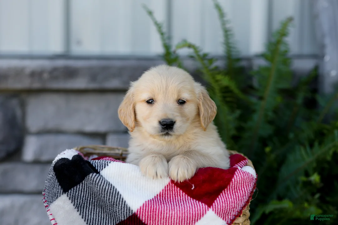 Golden Retriever dogs for sale: Bingo - Ad 1