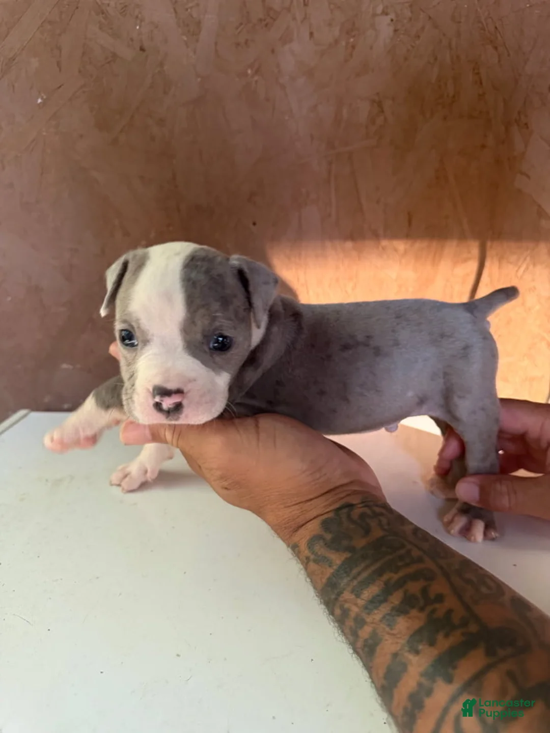 American Bully dogs for sale: American Bully 4 - Ad 1