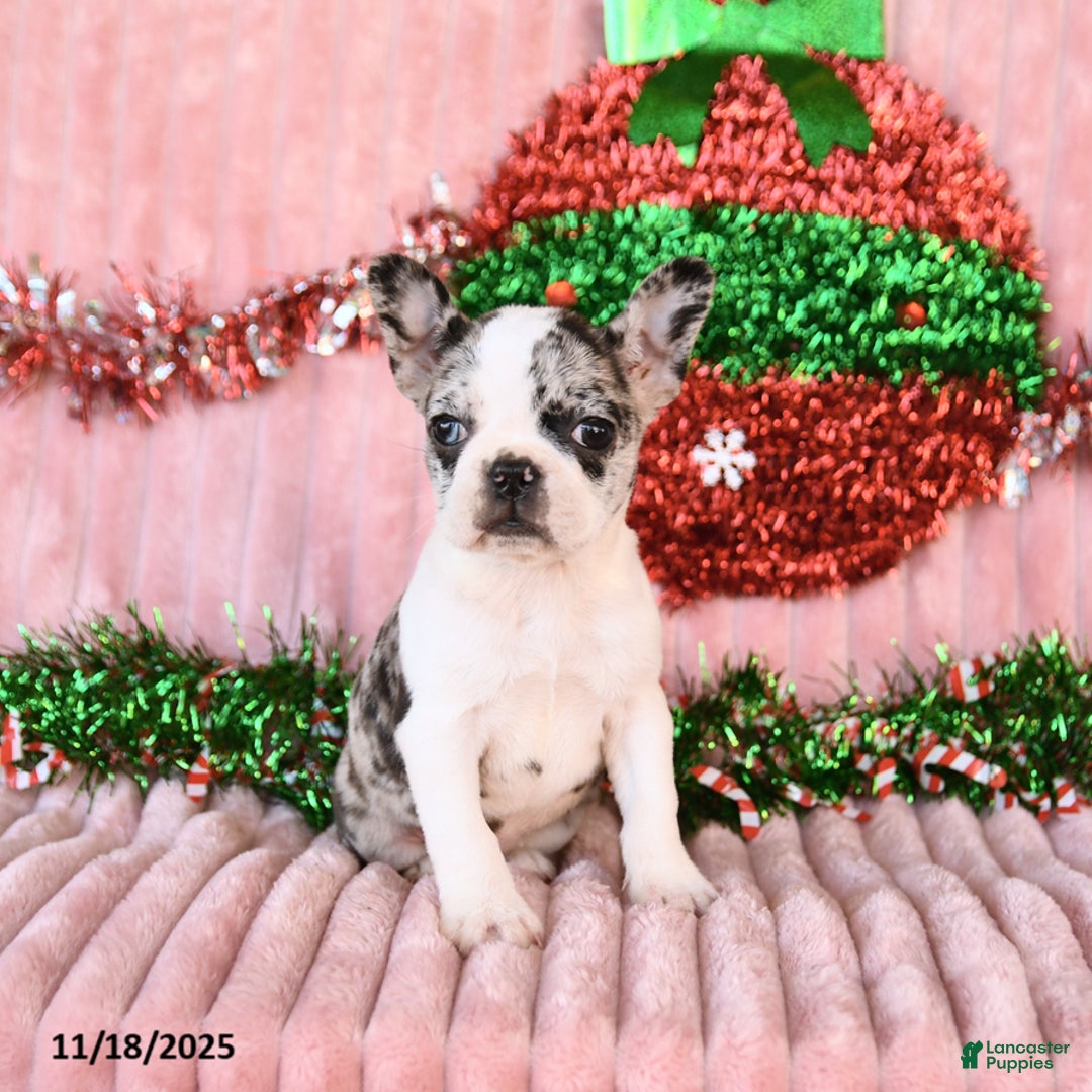 Frenchton dogs for sale: Bingo - Ad 2