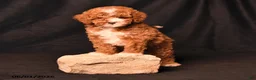 Toy Poodle dogs for sale: Dallas - Ad 3