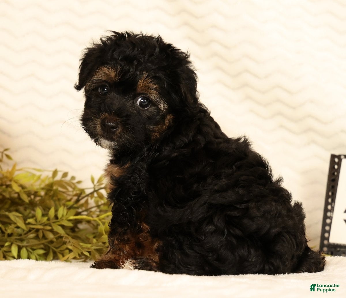 Yorkiepoo dogs Patriot - Ad 1