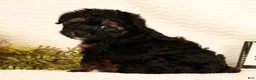 Yorkiepoo dogs for sale: Patriot - Ad 1