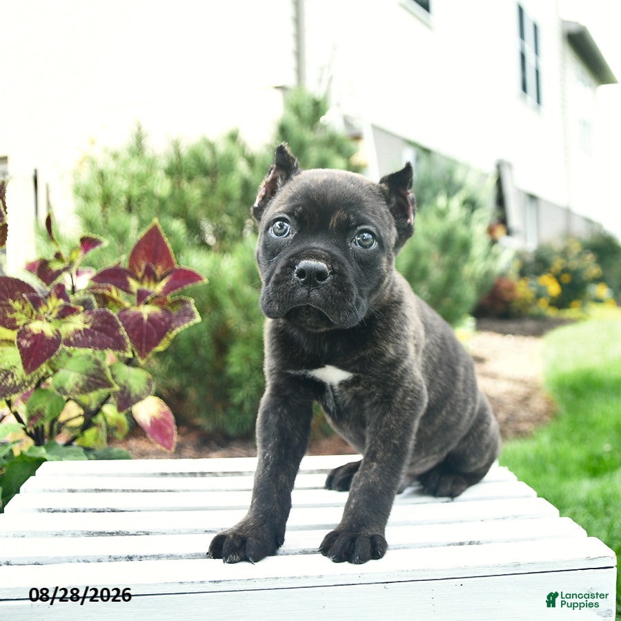 Cane Corso dogs Duke  - Ad 2