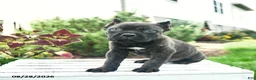 Cane Corso dogs for sale: Duke  - Ad 2