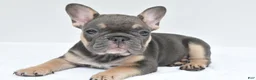 French Bulldog dogs for sale: simone - Ad 3