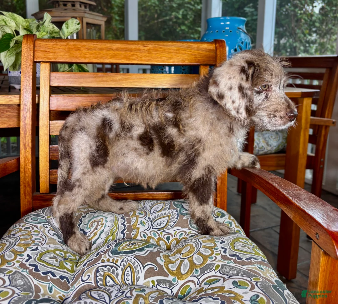 Labradoodle dogs for sale: Chip - Ad 7