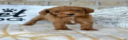Cavapoo dogs for sale: River - Ad 3