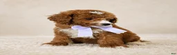 Mini Goldendoodle dogs for sale: Ember – Petite Mini F1BB Goldendoodle – 16–20 lbsGoldendoodle • Trained & Ready - Ad 3