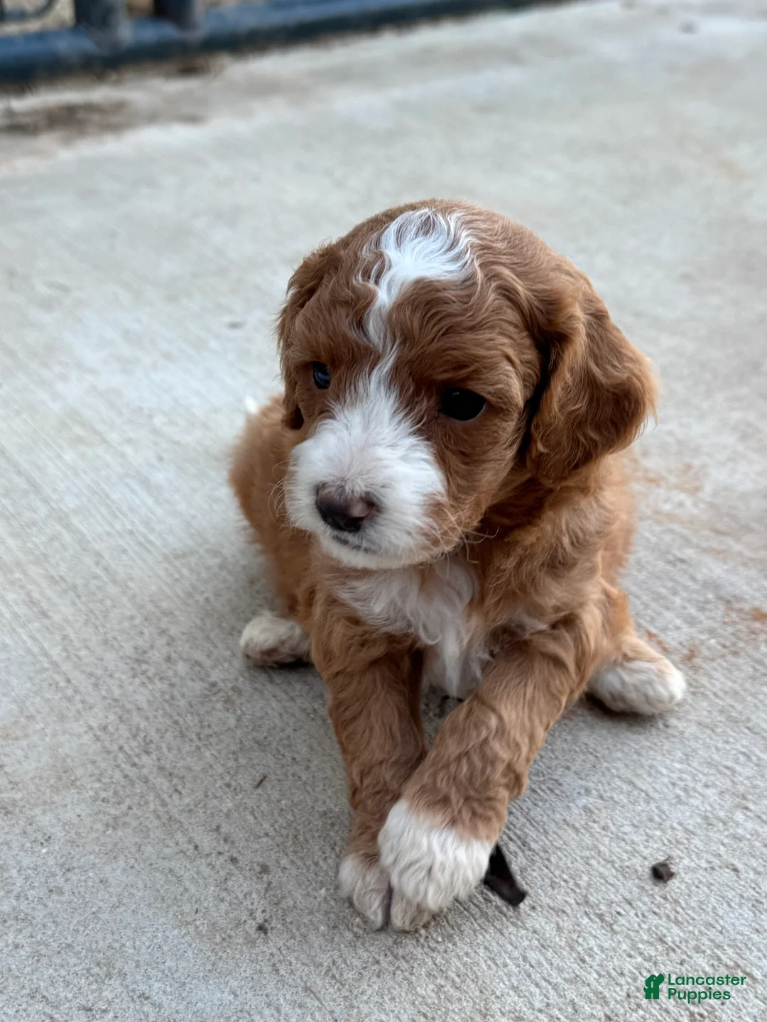 Cavapoo dogs for sale: Pearl - Ad 2