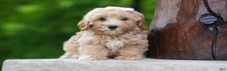 Havapoo dogs for sale: Ember 💛🐾 - Ad 7