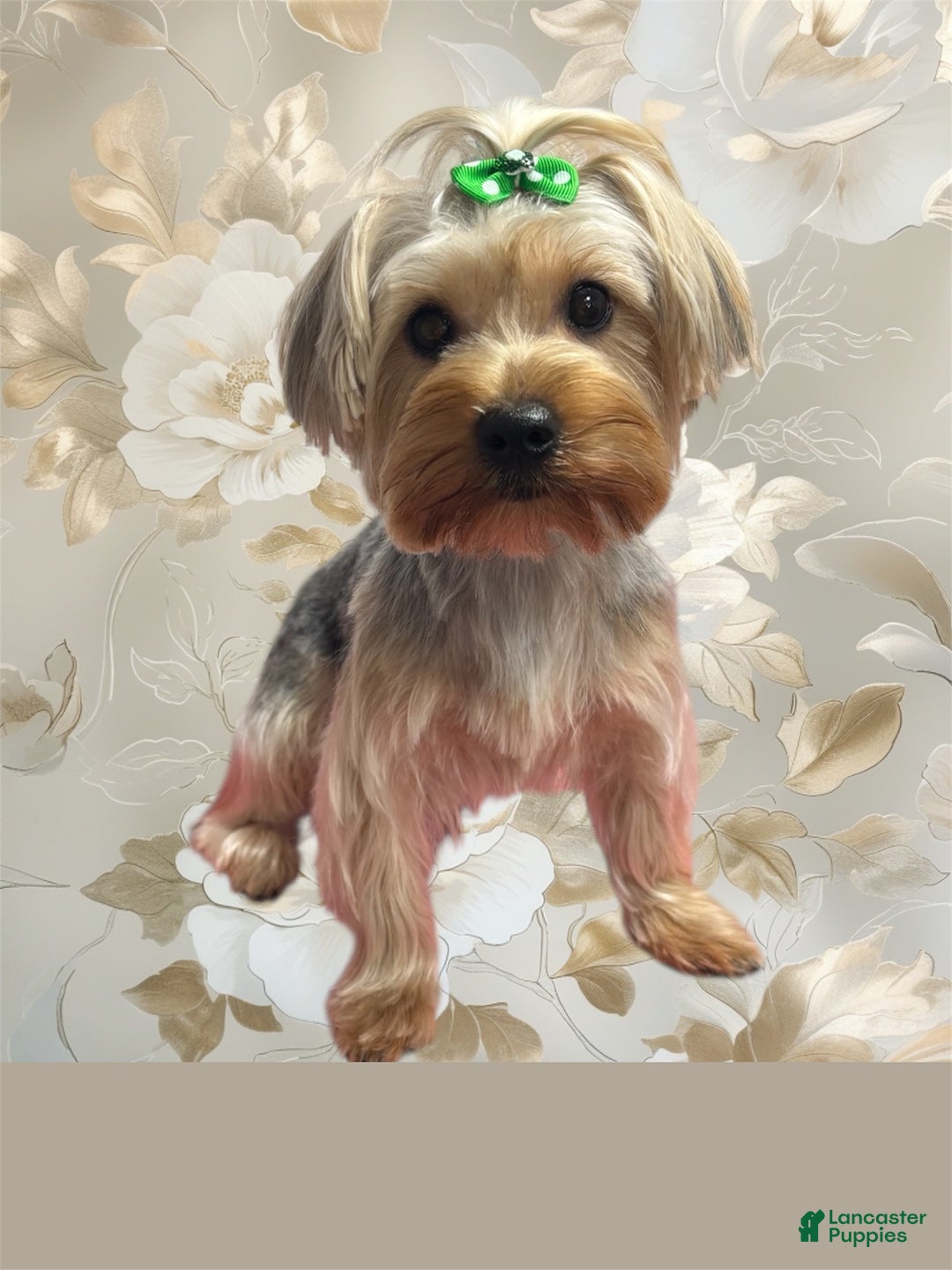Yorkshire Terrier dogs for sale: Baxtor  - Ad 2