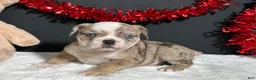 Beabull dogs for sale: Violet - Ad 1