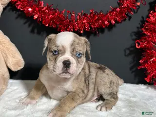 Beabull dogs Violet - Ad 6