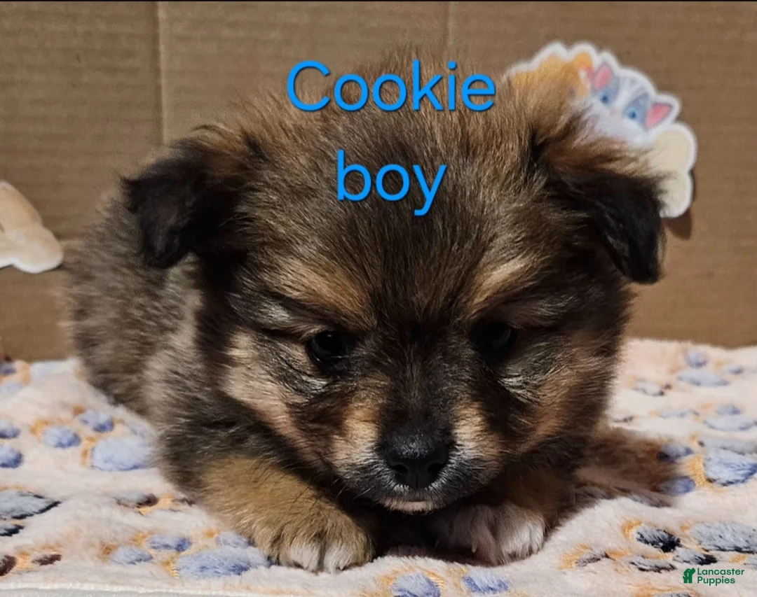 Pomeranian dogs for sale: Aussiepom "Cookie" - Ad 2