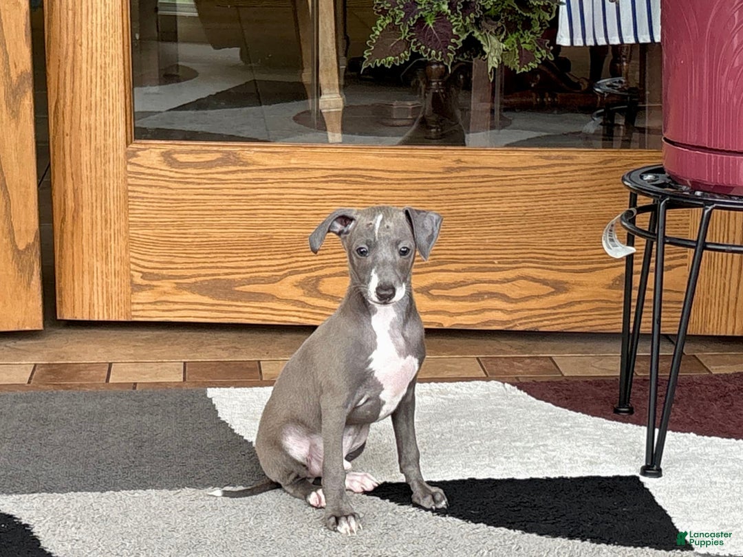 Italian Greyhound dogs for sale: Larry - Ad 10