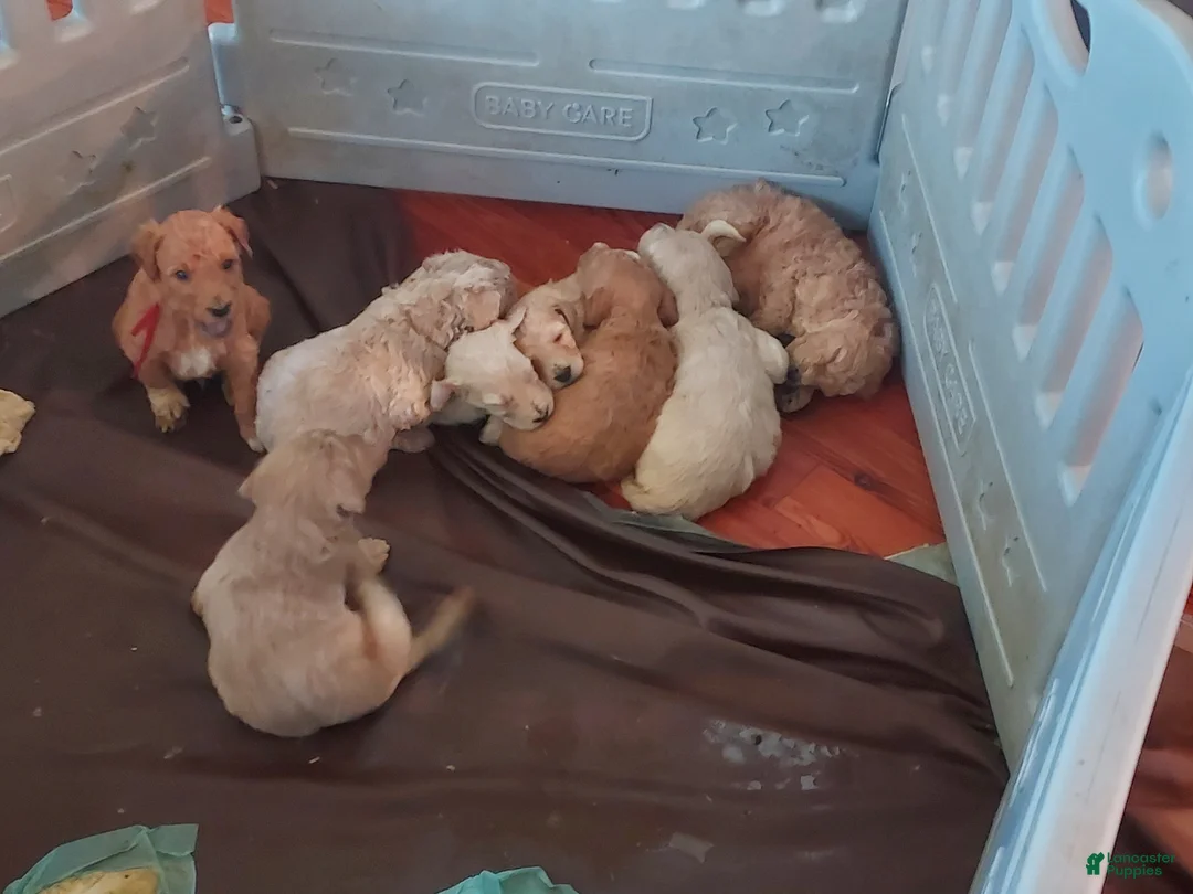 Goldendoodle dogs for sale: Goldendoodle Puppy 6 - Ad 1