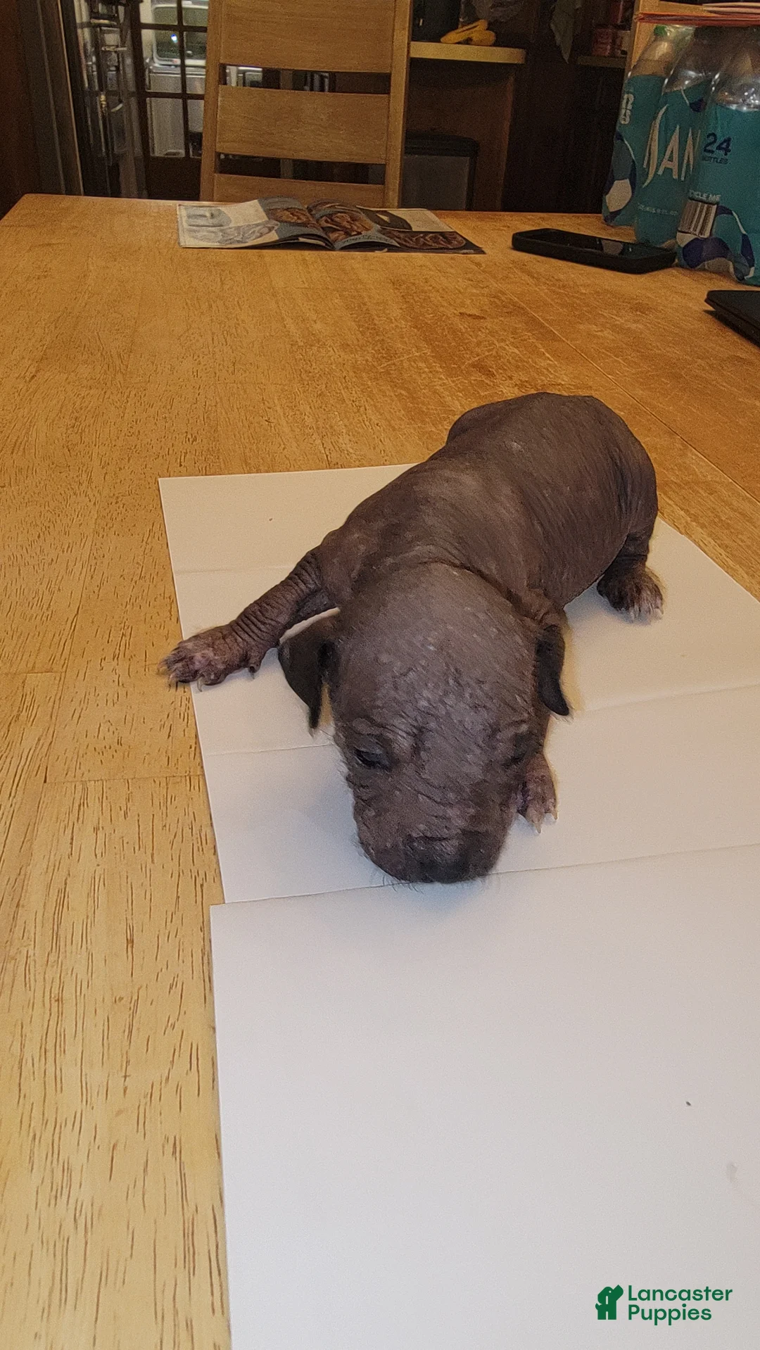 Peruvian Inca Orchid dogs for sale: Peruvian Inca Orchid Puppy 2 - Ad 1