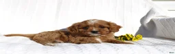 Cavapoo dogs for sale: Lucy - Ad 4