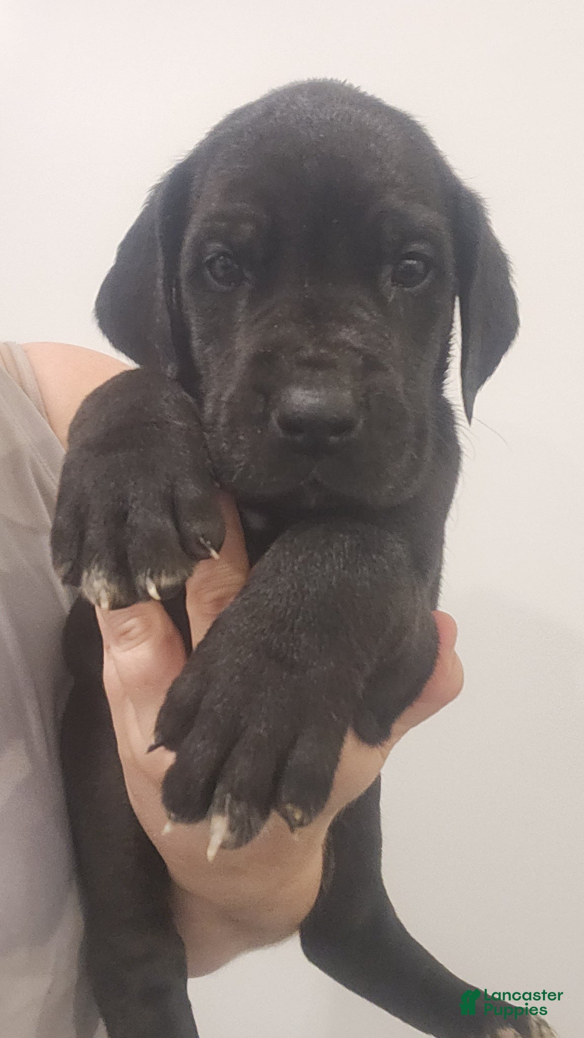 Great Dane dogs Great Dane Puppy Gibby - Ad 35