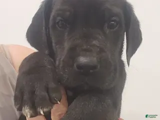 Great Dane dogs Great Dane Puppy Gibby - Ad 35