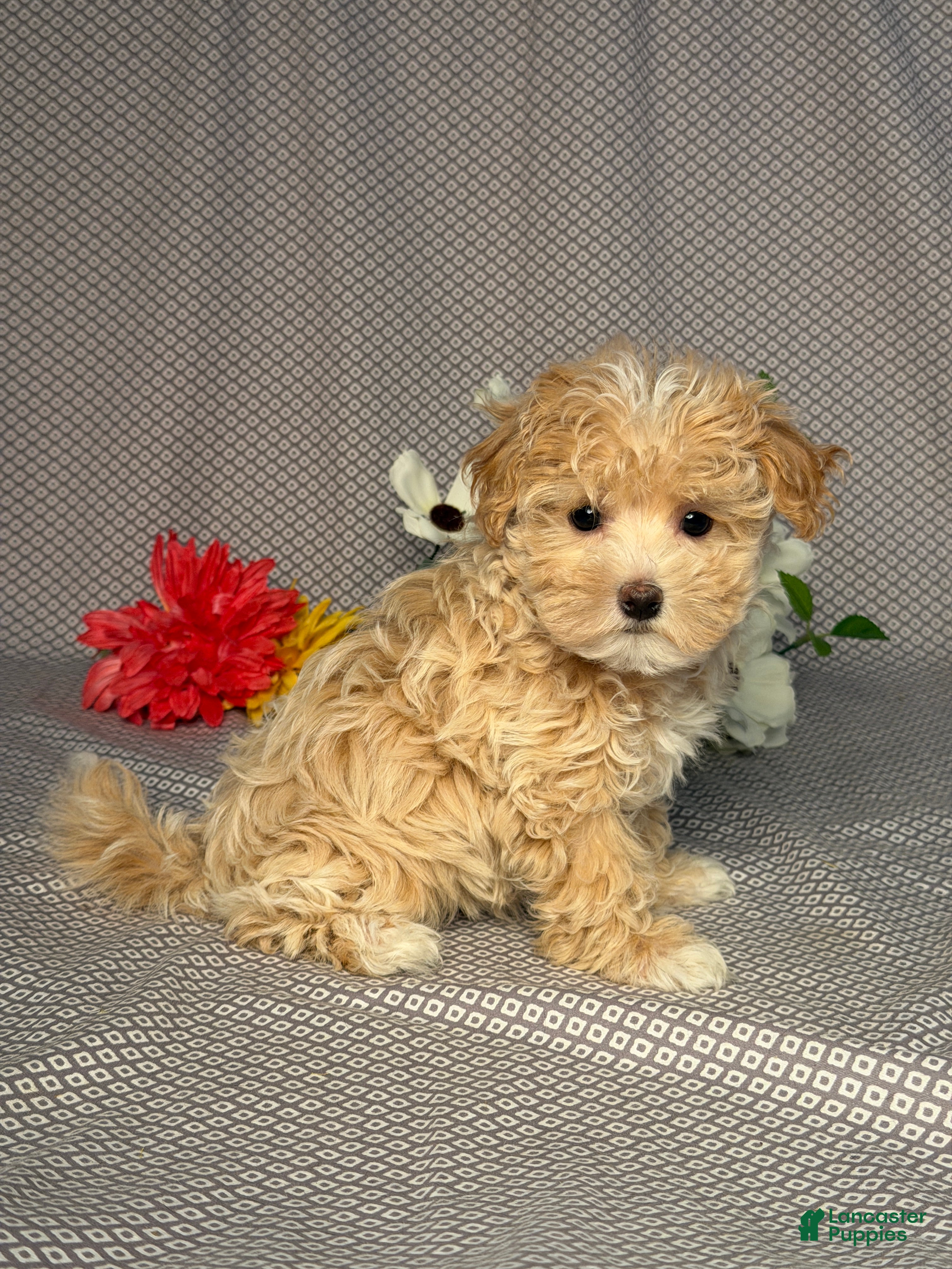 Maltipoo dogs Megan - Ad 2
