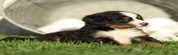 Bernese Mountain Dog dogs for sale: Jack Bernese Mountain Dog  - Ad 3