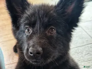 German Shepherd dogs for sale: Long Coat-Solid Black - Ad 3