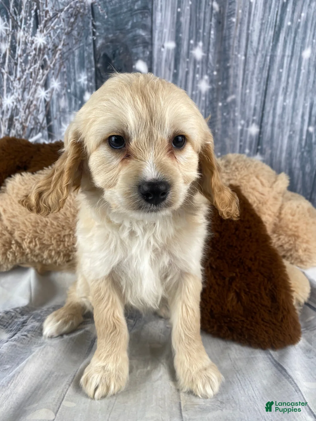 Cavapoo dogs for sale: Bonnie - Ad 3
