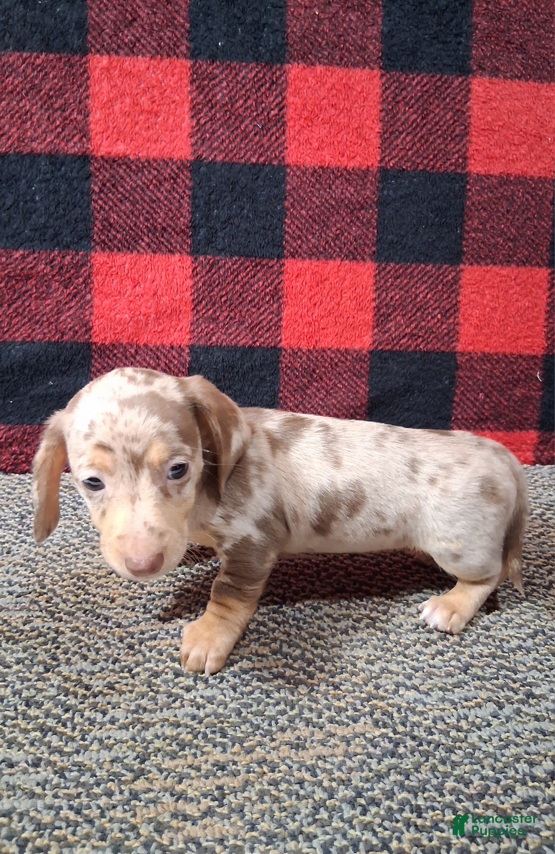 Miniature Dachshund dogs for sale: Noelle - Ad 2