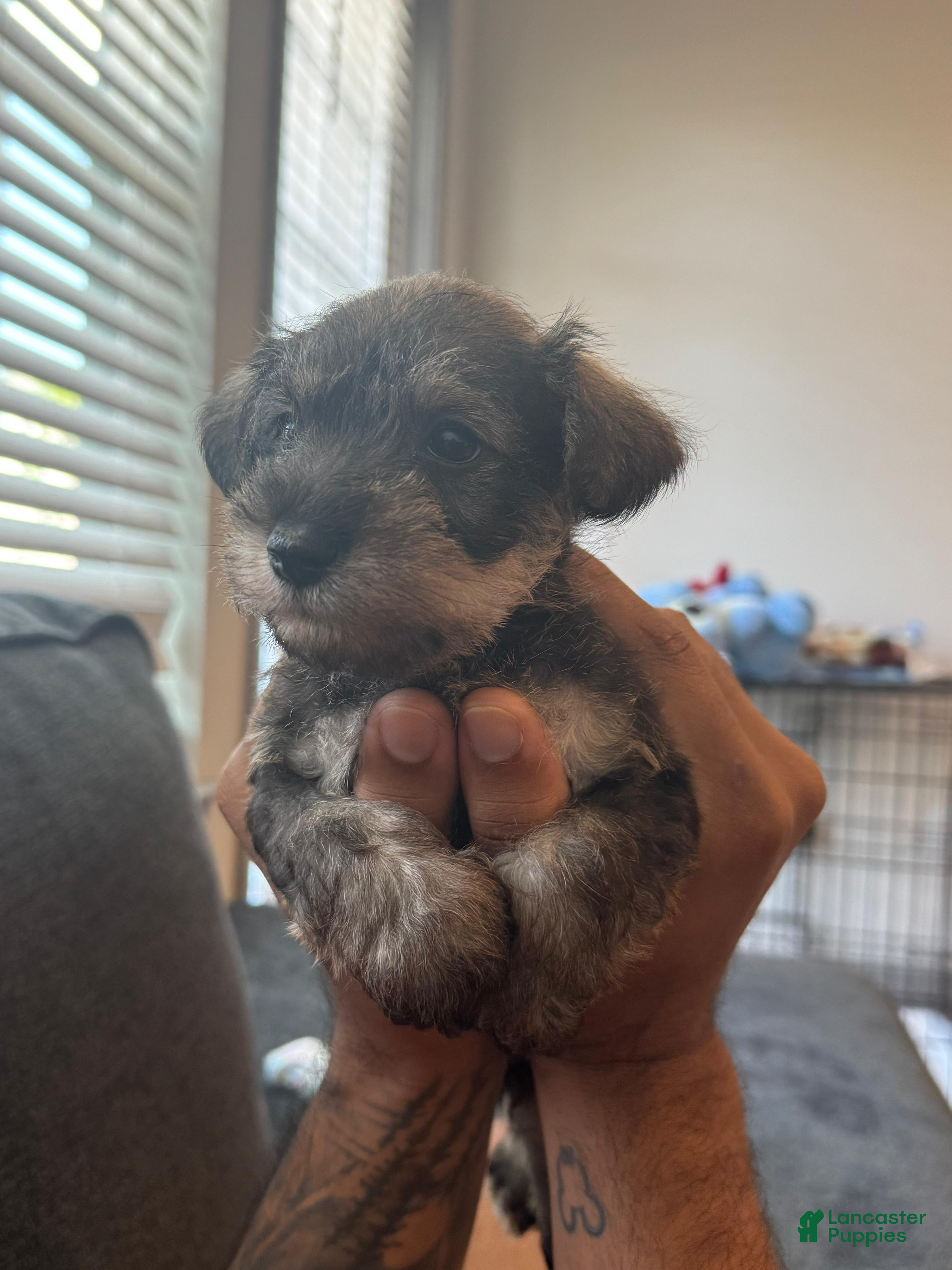 Miniature Schnauzer dogs Miniature Schnauzer Puppy 2 - Ad 3