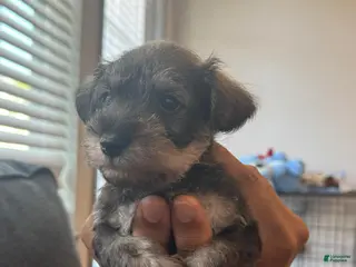 Miniature Schnauzer dogs Miniature Schnauzer Puppy 2 - Ad 3