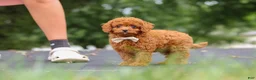 Cavapoo dogs for sale: Wallen - Ad 10