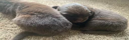 Newfoundland dogs for sale: Newfoundland Puppy 3 - Ad 2