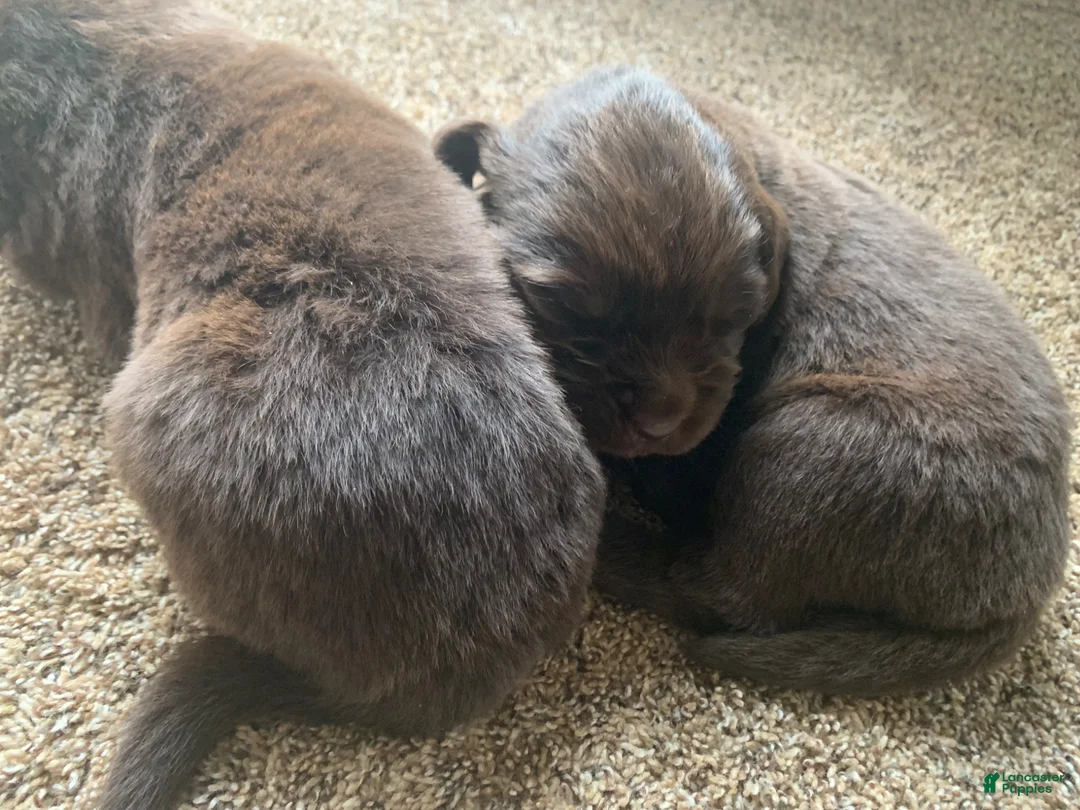 Newfoundland dogs for sale: Newfoundland Puppy 3 - Ad 2