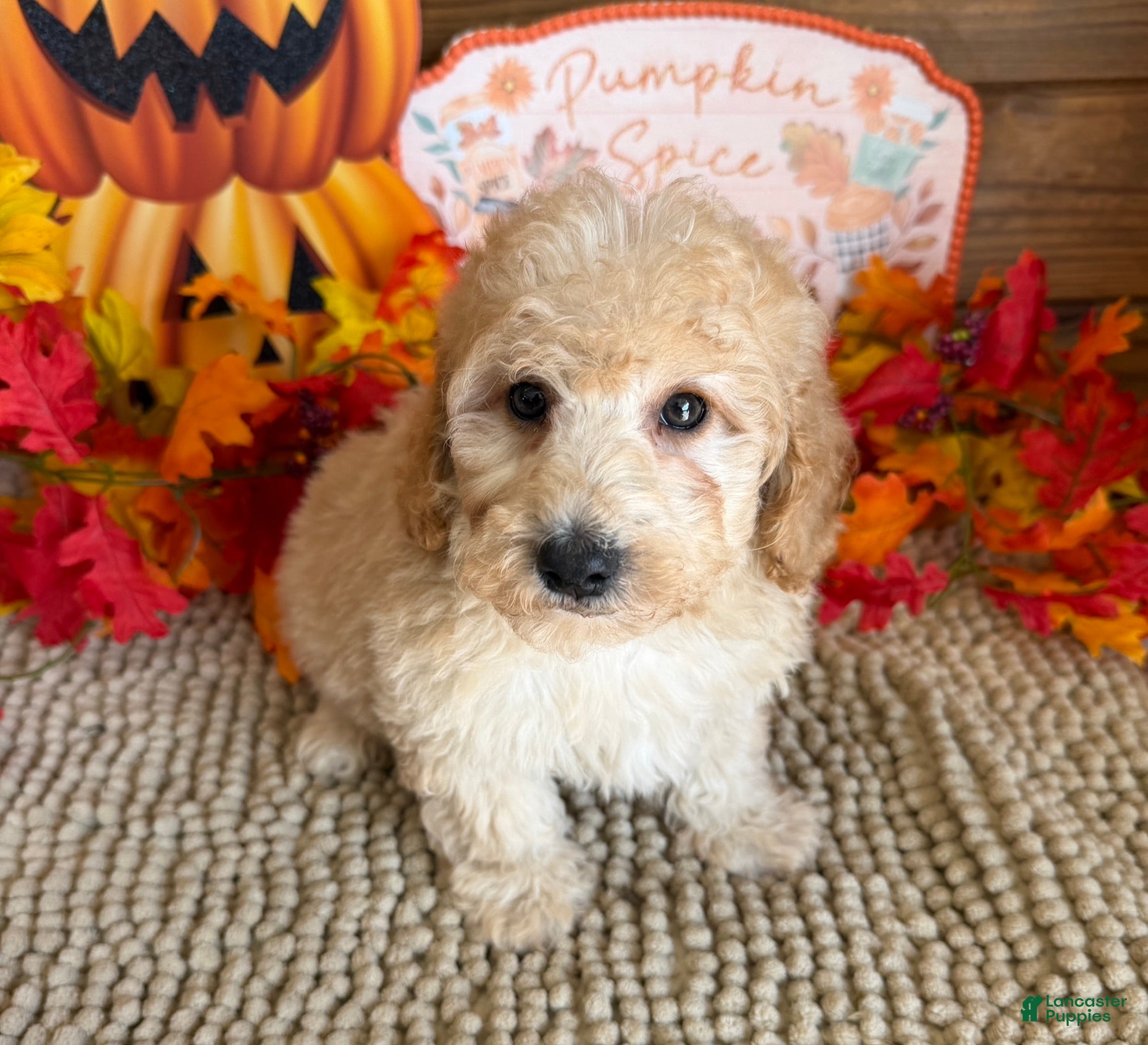 Armani (Cavapoo, Male) in SC