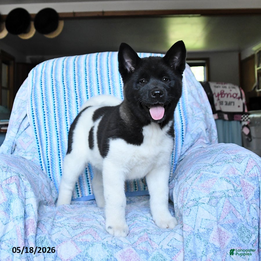 Akita dogs Kayla - Ad 2
