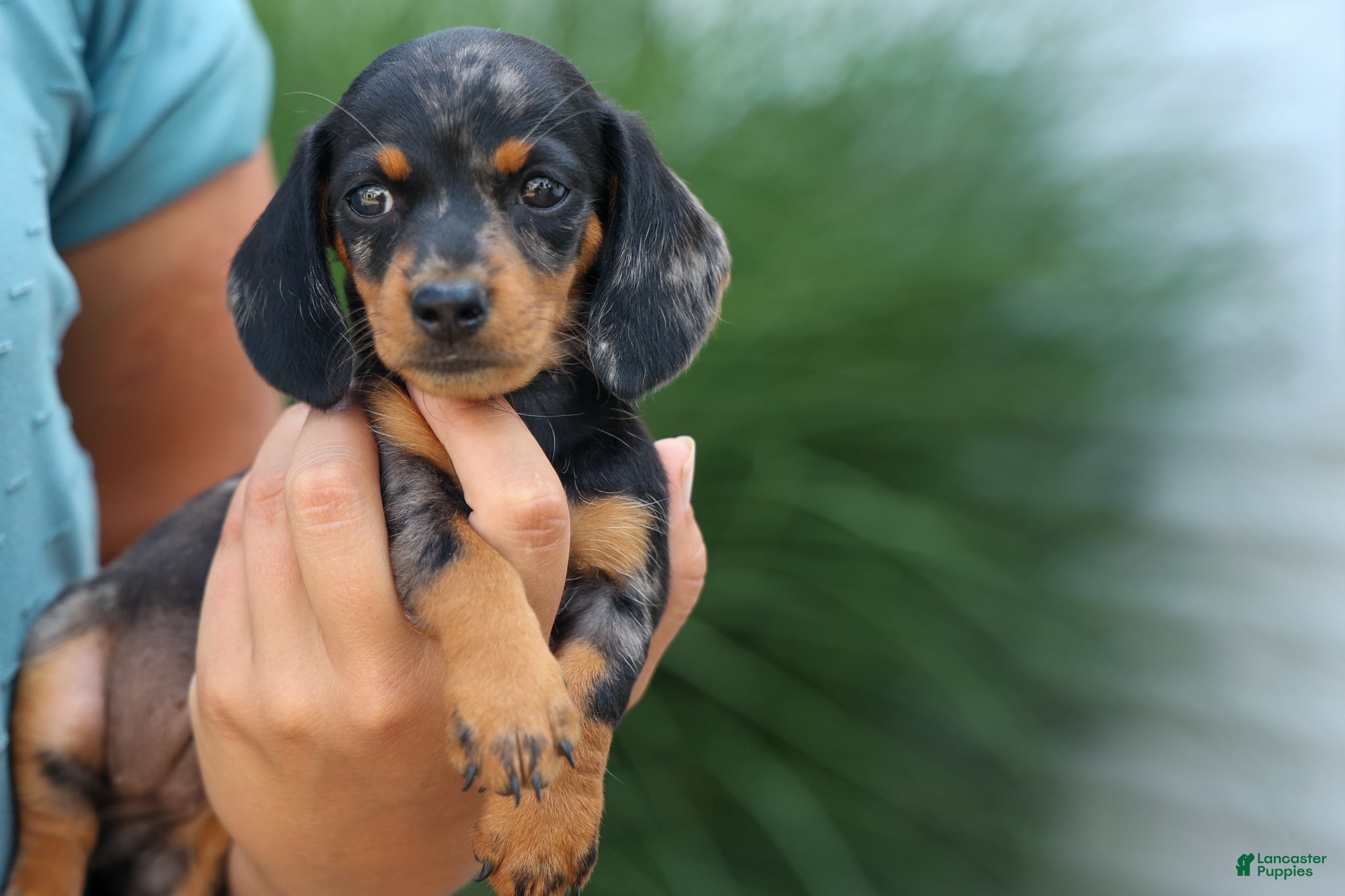 Miniature Dachshund dogs  Tilly 🎀 - Ad 2