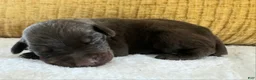 Doberman Pinscher dogs for sale: Canyon - Ad 4